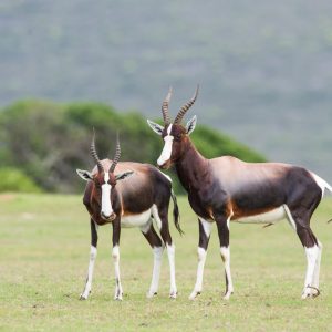Bontebok