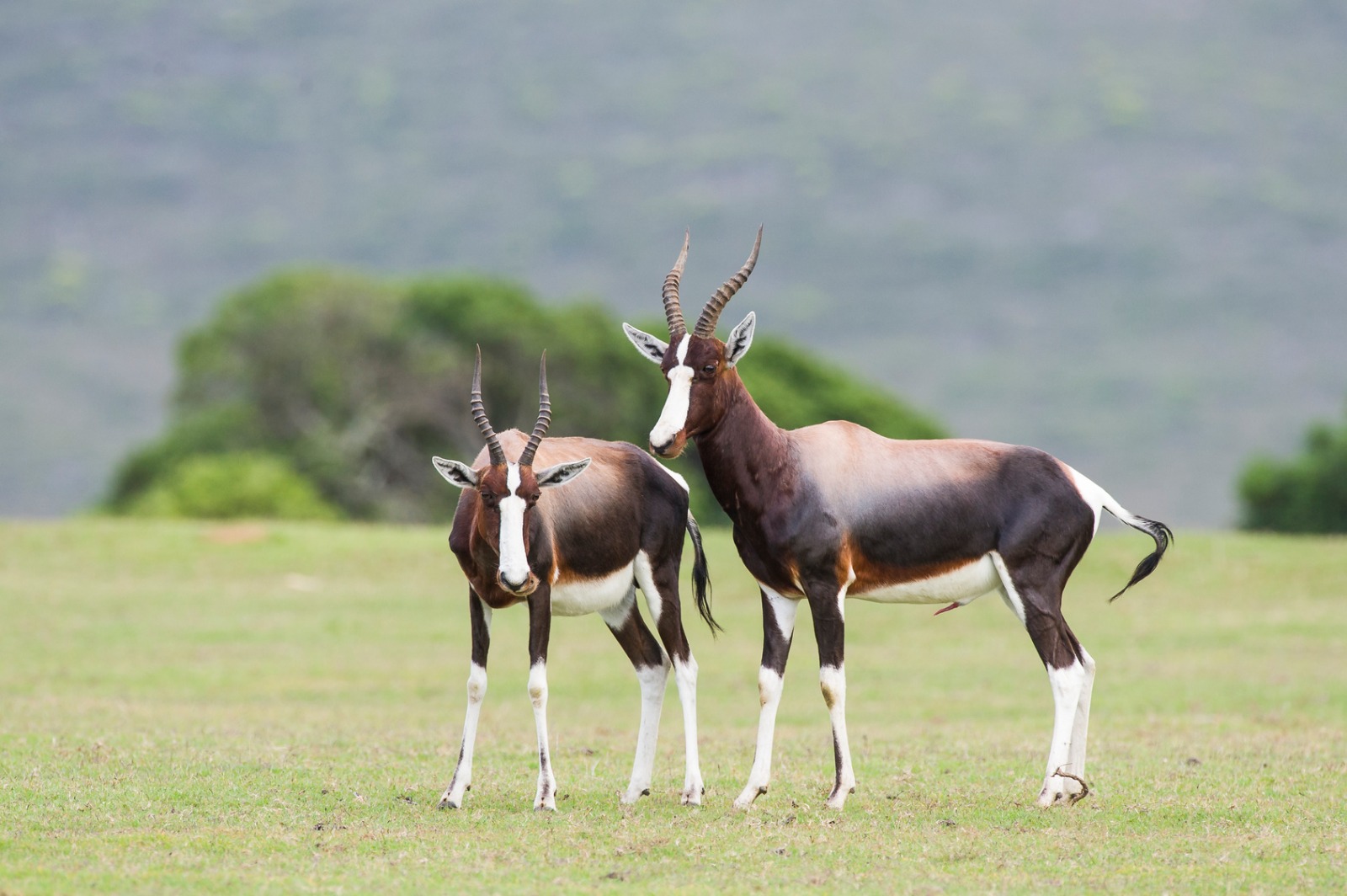 Bontebok