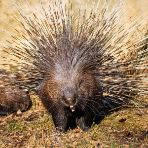 Porcupine