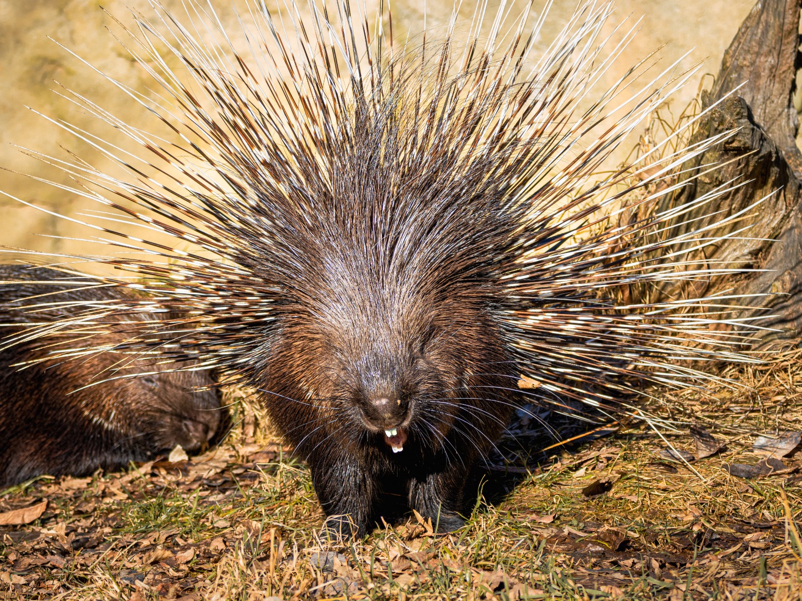 Porcupine