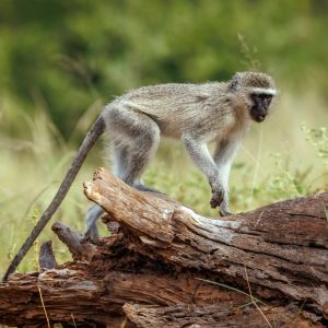 Vervet Monkey