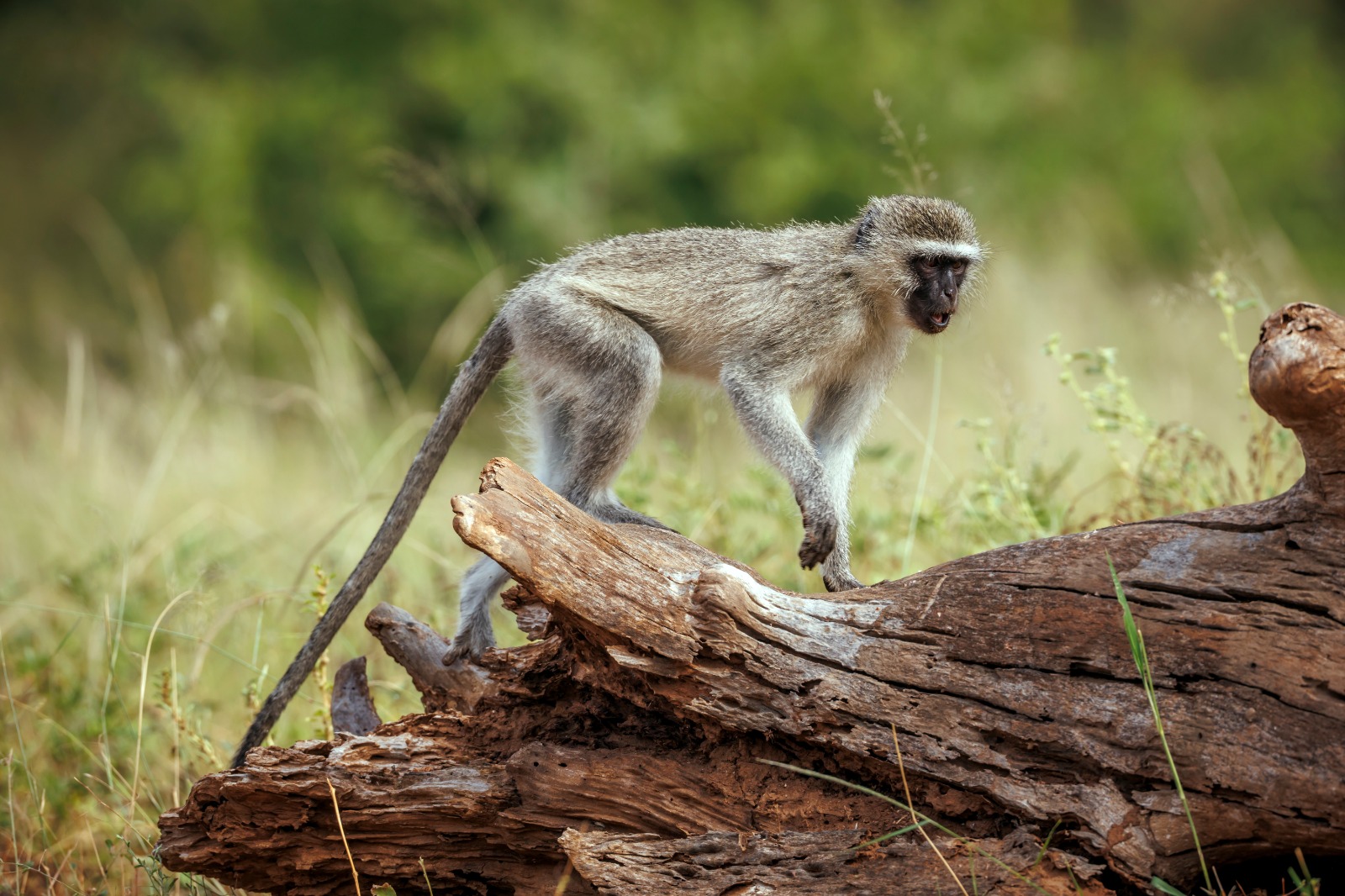 Vervet Monkey